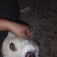 واگذاری سگ تریر