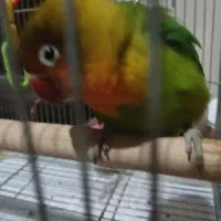 طوطی برزیلی فیشر ۳ماهه|پرنده|تهران, دستغیب|دیوار
