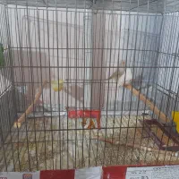 فروش دوعدد فنچ نر وماده