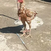 خروس|پرنده|میاندوآب, |دیوار