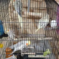 عروس هلندی تخم گذار|پرنده|تهران, سبلان (لشگر)|دیوار