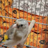 جوجه|پرنده|بهارستان, |دیوار