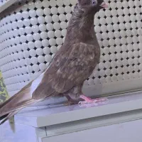 جوجه آبادنی|پرنده|اهواز, پردیس|دیوار