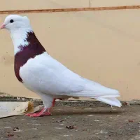 کبوتر طوقی قهوه