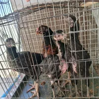 ۴عدد جوجه لاری