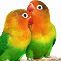 کوتوله|پرنده|زرند, |دیوار