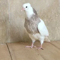 طوقی نر|پرنده|شهرضا, |دیوار