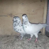 کفتر فروشی|پرنده|قم, علی آباد سعدگان|دیوار