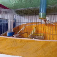 قناری ماده|پرنده|رودسر, |دیوار