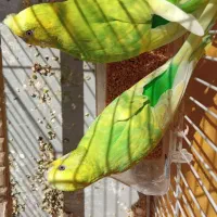 مرغ عشق اسپانگل رینبو‌فول بادی خاص