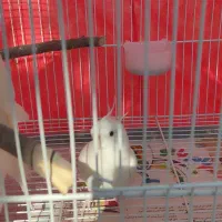 عروس هلندی آلبینو مولد|پرنده|ساری, |دیوار