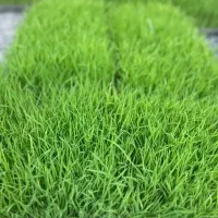 خزانه نشا توم هاشمی