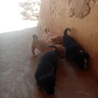 سگ پاکوتاه