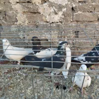 ۸تا حیون خوب نر