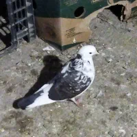 واگذاری کبوتر گرفتنی|پرنده|ارومیه, |دیوار