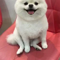 جفت گیری فروشی نیست