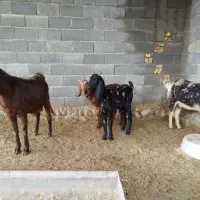 بز بزغاله دار پاکستانی