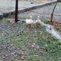 اردک نر و ماده است|حیوانات مزرعه|چهارباغ, |دیوار