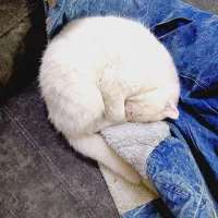 واگذاری گربه ی اسکاتیس پرشین