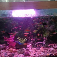 گپی و گپی گاوی|ماهی|قوچان, |دیوار