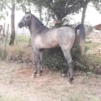 اسب ،نریان 3 به 4 کورسی