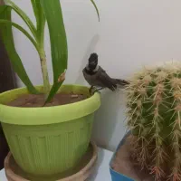 سهره خرمادستی