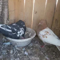 کبوتر دوبالی ونقش