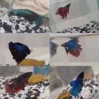 سالن فروش انواع ماهی و آکواریوم|ماهی|پرند, فاز ۵|دیوار