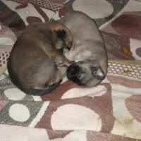 توله سگ مالینویز،|سگ|بندرعباس, |دیوار