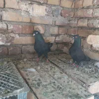 کبوتر سیاه بازیدار وسسلی