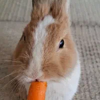 فروش خرگوش نر