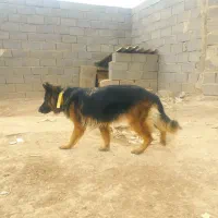 ژرمن شپرد ماده اصیل|سگ|صوفیان, |دیوار