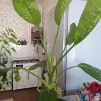 گل طبیعی چهار عدد|گل و گیاه طبیعی|دشت ذهاب, |دیوار