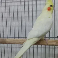 فروش عروس هلندی بهترین نژاد..