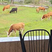 اجاره روزانه ویلای چالوس یک خوابه جنگلی روستایی