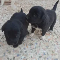 فروش سگ|سگ|امیدیه, |دیوار