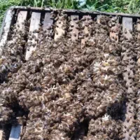 زنبورکارنیکا بسیارارام عسل اور از 5قاب تا 20قاب