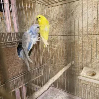 جفت های مولد مرغ عشق پروانه ای