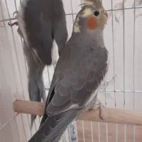 عروس هلندی|پرنده|قدس, شهر‌قدس|دیوار