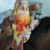 گرینچیک آناناسی دبل رد|پرنده|بندر انزلی, سامانسر|دیوار