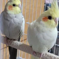 عروس هلندی جفت با قفس