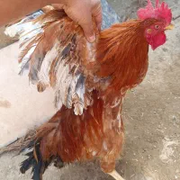 خروس رسمی  گوشتی