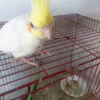 طوطی عروس سوپر رام لوتینو چشم شرابی|پرنده|بابل, |دیوار