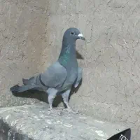 کبوتر هفرنگ زرد یهودی کبود خطی ماده خوشرنگ سیاه|پرنده|تاکستان, |دیوار