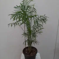 طبیعت را به خانه بباورید