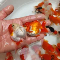 بارماهی گلفیش شارژ شد|ماهی|فولادشهر, مسکن مهر فولادشهر|دیوار