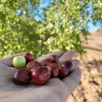 عناب نرم درشت امسالی قائنات بدون کرم خوردگی|خوردنی و آشامیدنی|قائن, |دیوار