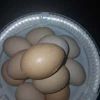 تخم مرغ خانگی|خوردنی و آشامیدنی|تربتحیدریه, منظر|دیوار