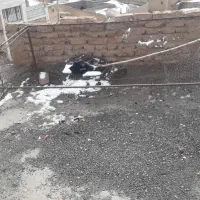 قفس|لوازم جانبی حیوانات|بیرجند, |دیوار