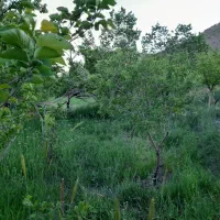 باغ کوچک یا باغچه